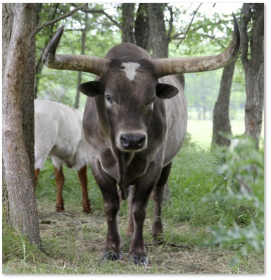 miniature fullblood Texas Longhorn bull - IM Ranch